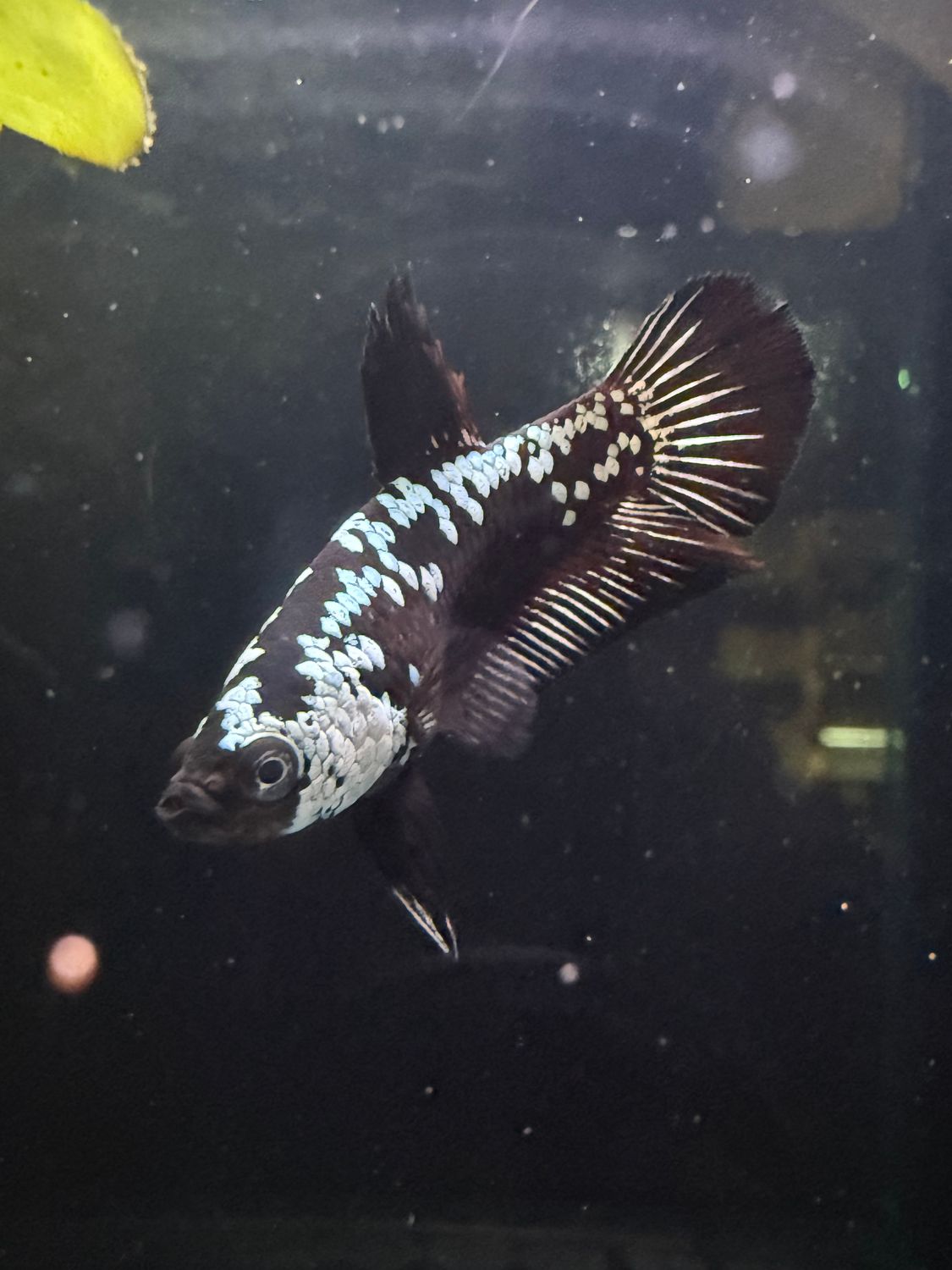 Black Mamba Betta