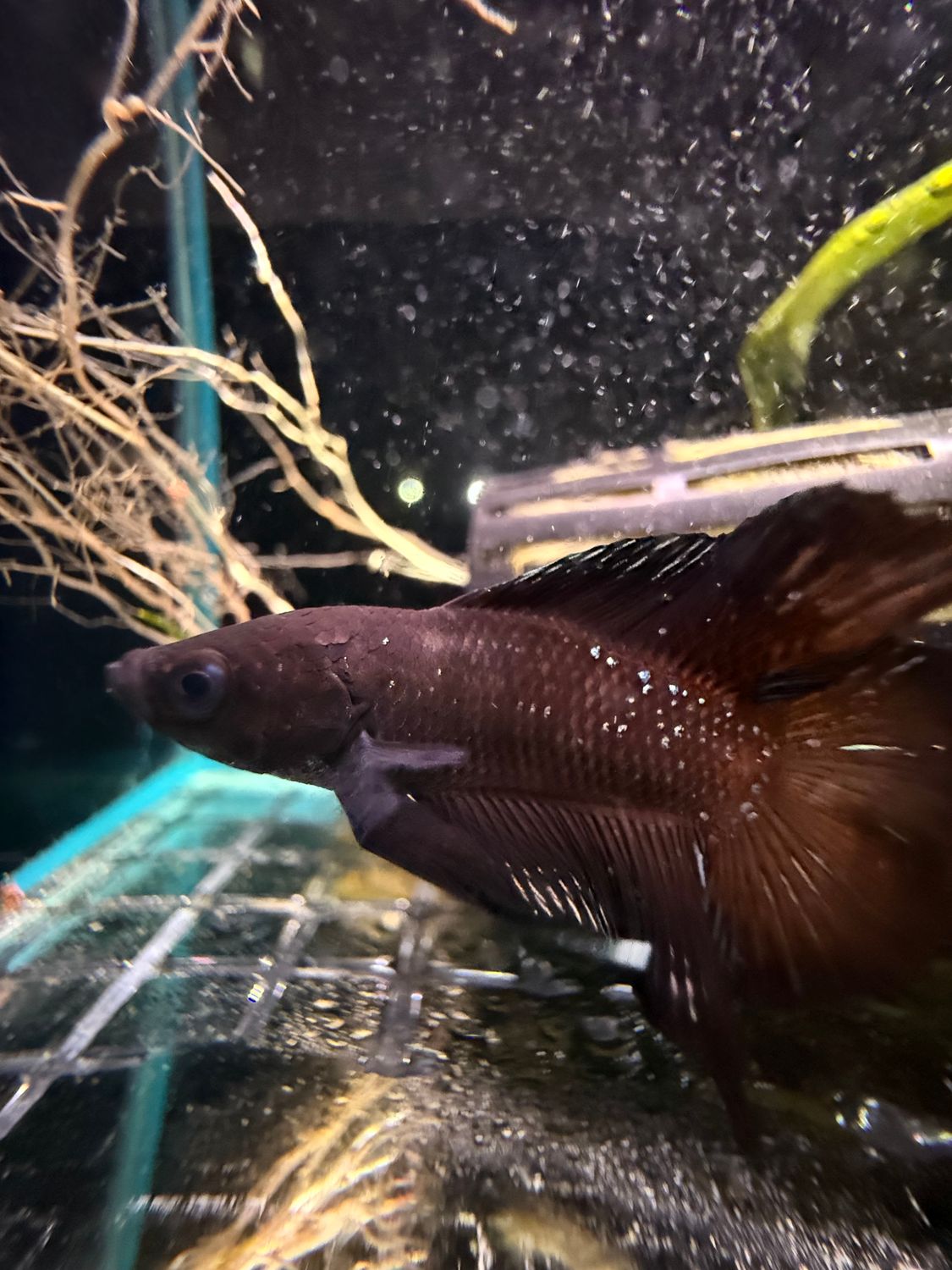 Doubletail Alien Betta