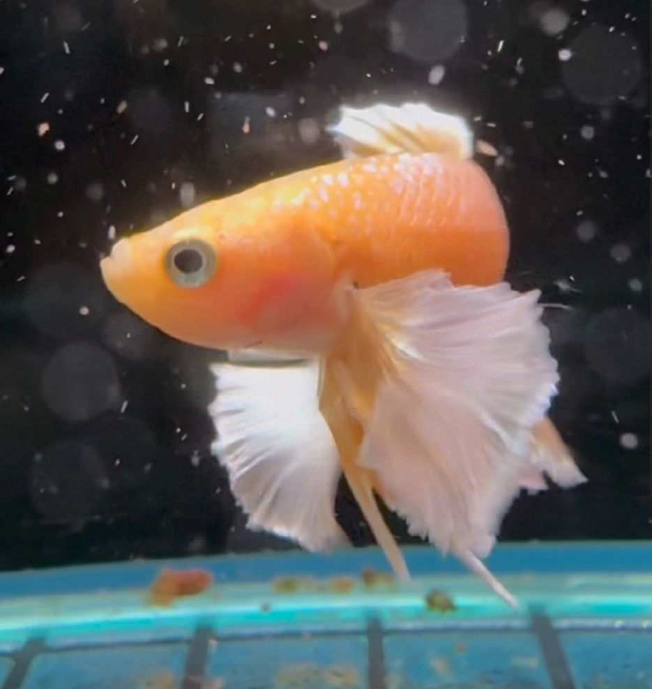 Dumbo Ear 24K Gold Betta