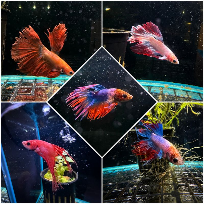 Assorted Betta (high)