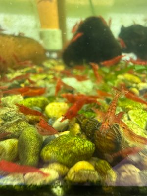 Bloody Mary Shrimp 20 pack