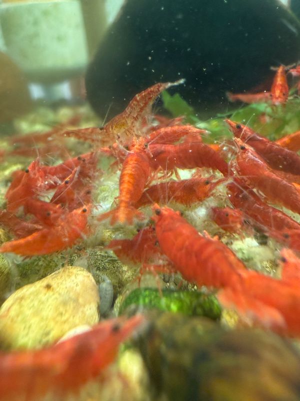 Bloody Mary Shrimp 20 pack