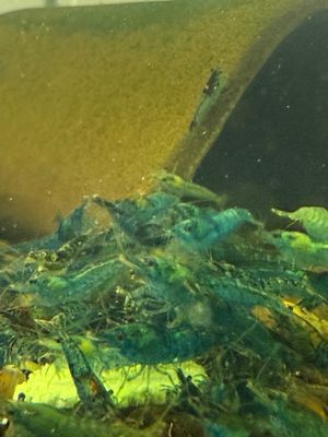Blue Dream Shrimp 20 Pack
