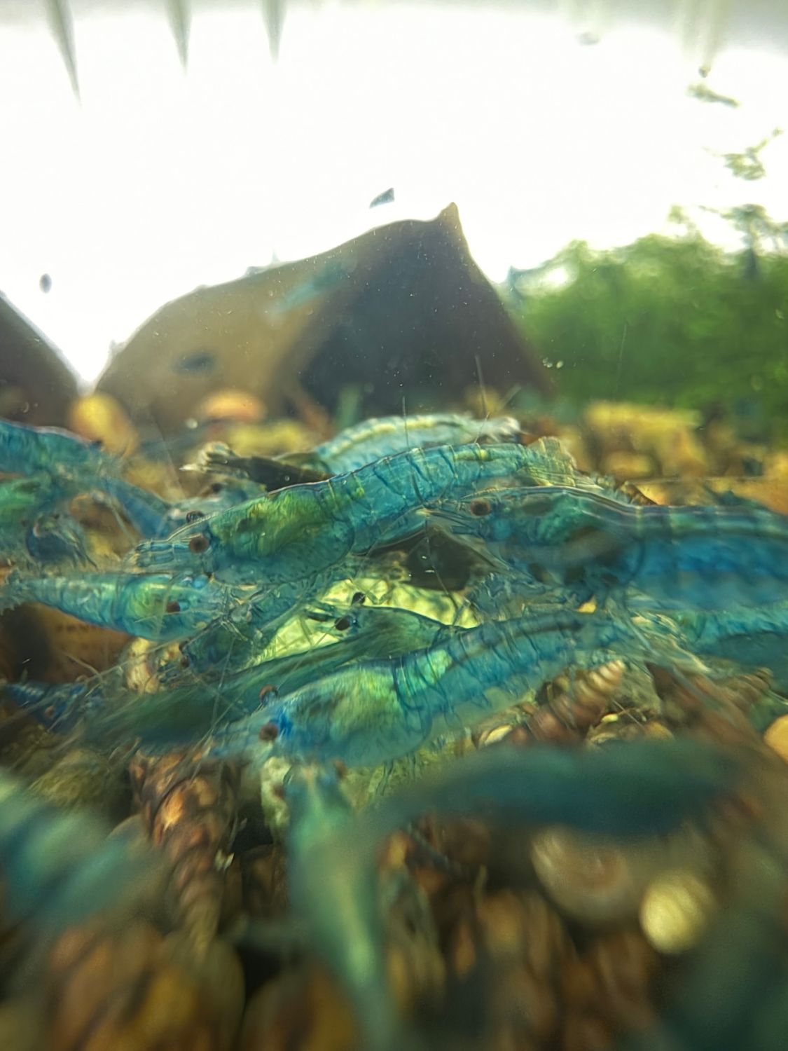 Blue Dream Shrimp 20 Pack