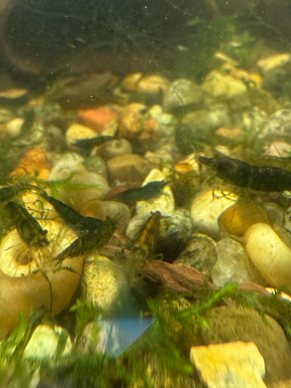 Green Jade Shrimp 20 pack