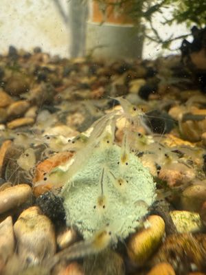 Snowball Shrimp 20 Pack