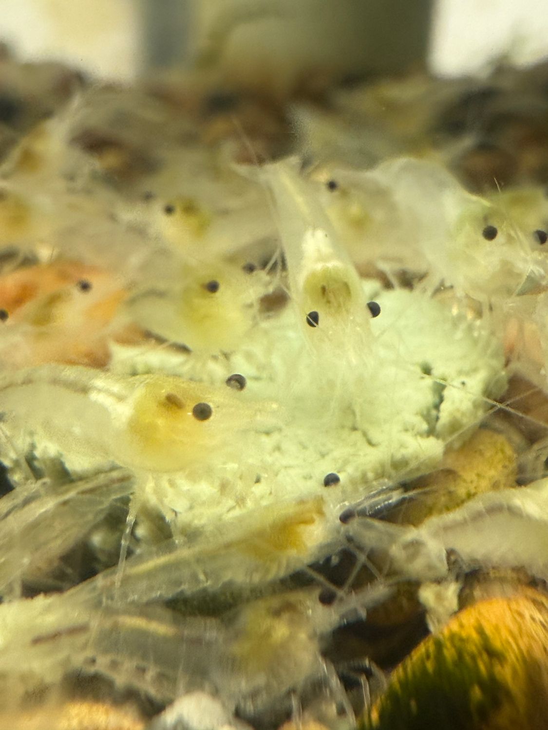 Snowball Shrimp 20 Pack