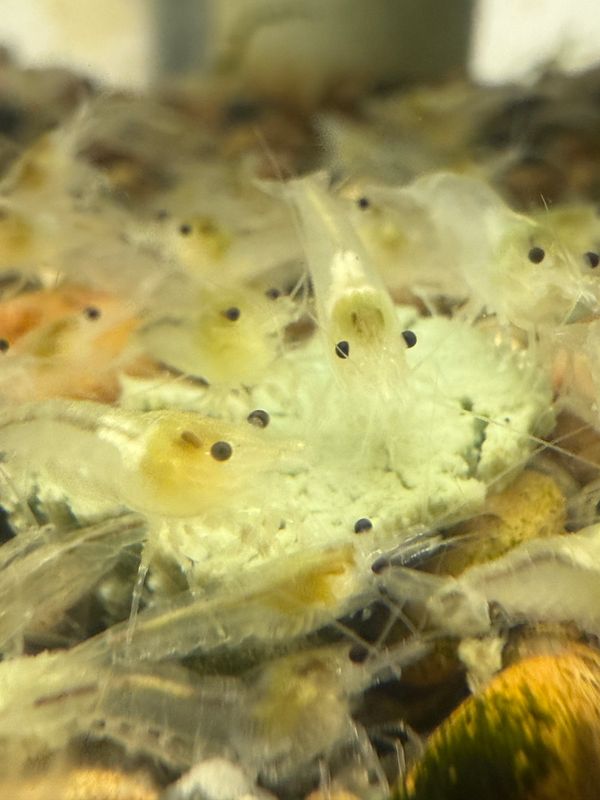 Snowball Shrimp 20 Pack