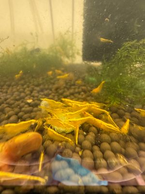 Yellow Fire Goldback Shrimp 20 pack