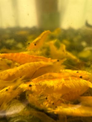 Pumpkin Shrimp 20 pack