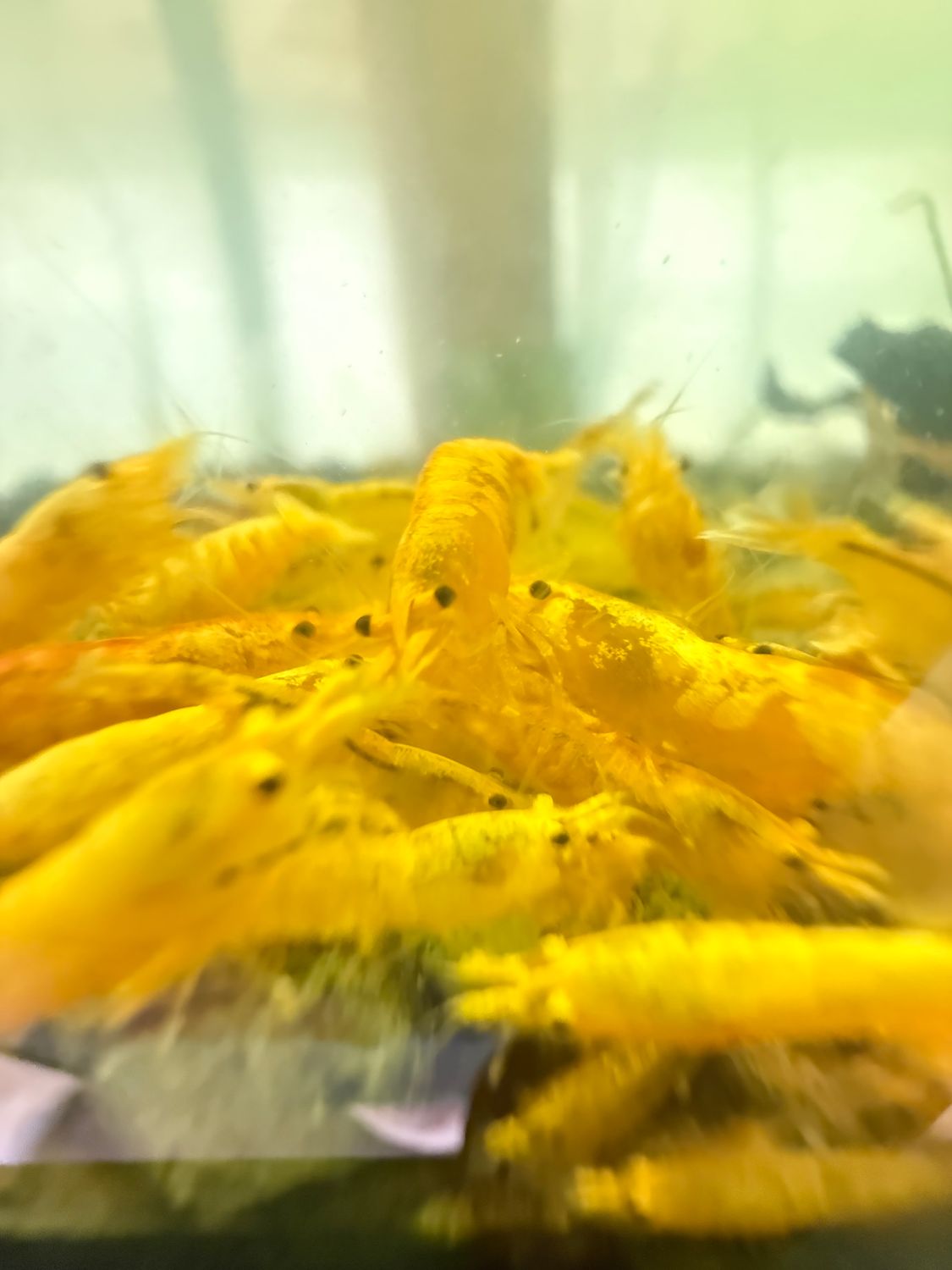 Pumpkin Shrimp 20 pack