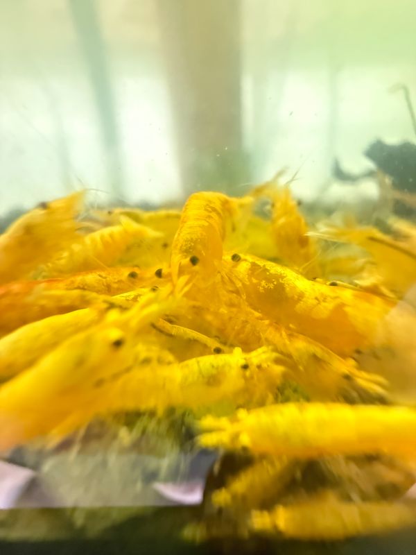 Pumpkin Shrimp 20 pack