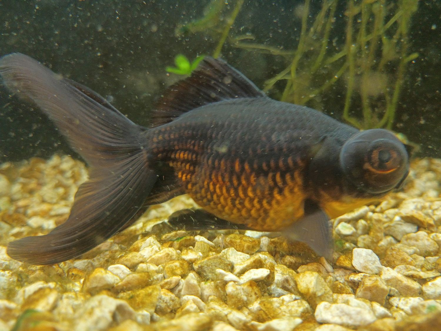 Fancy Goldfish (LRG)
