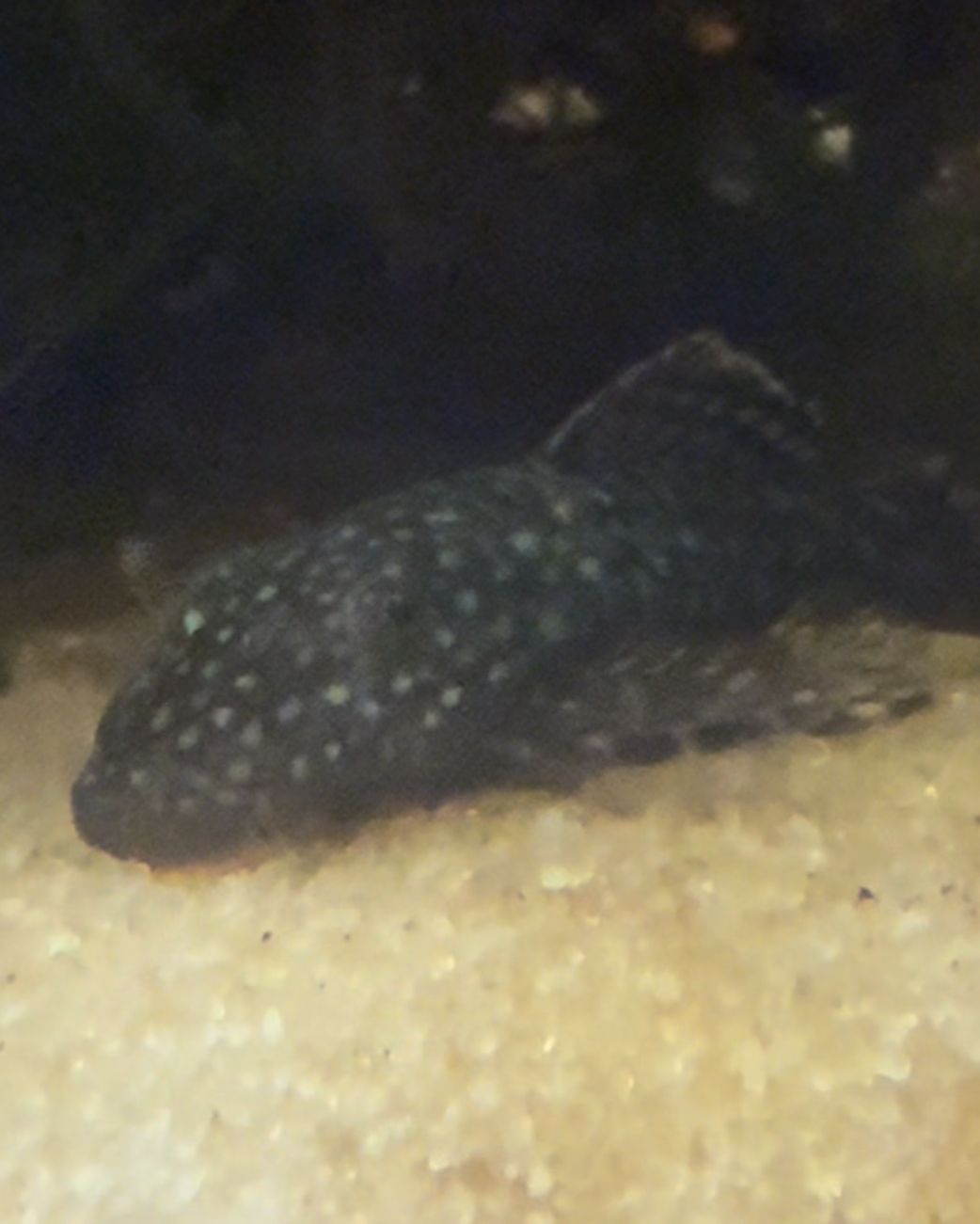 Common Bristlenose