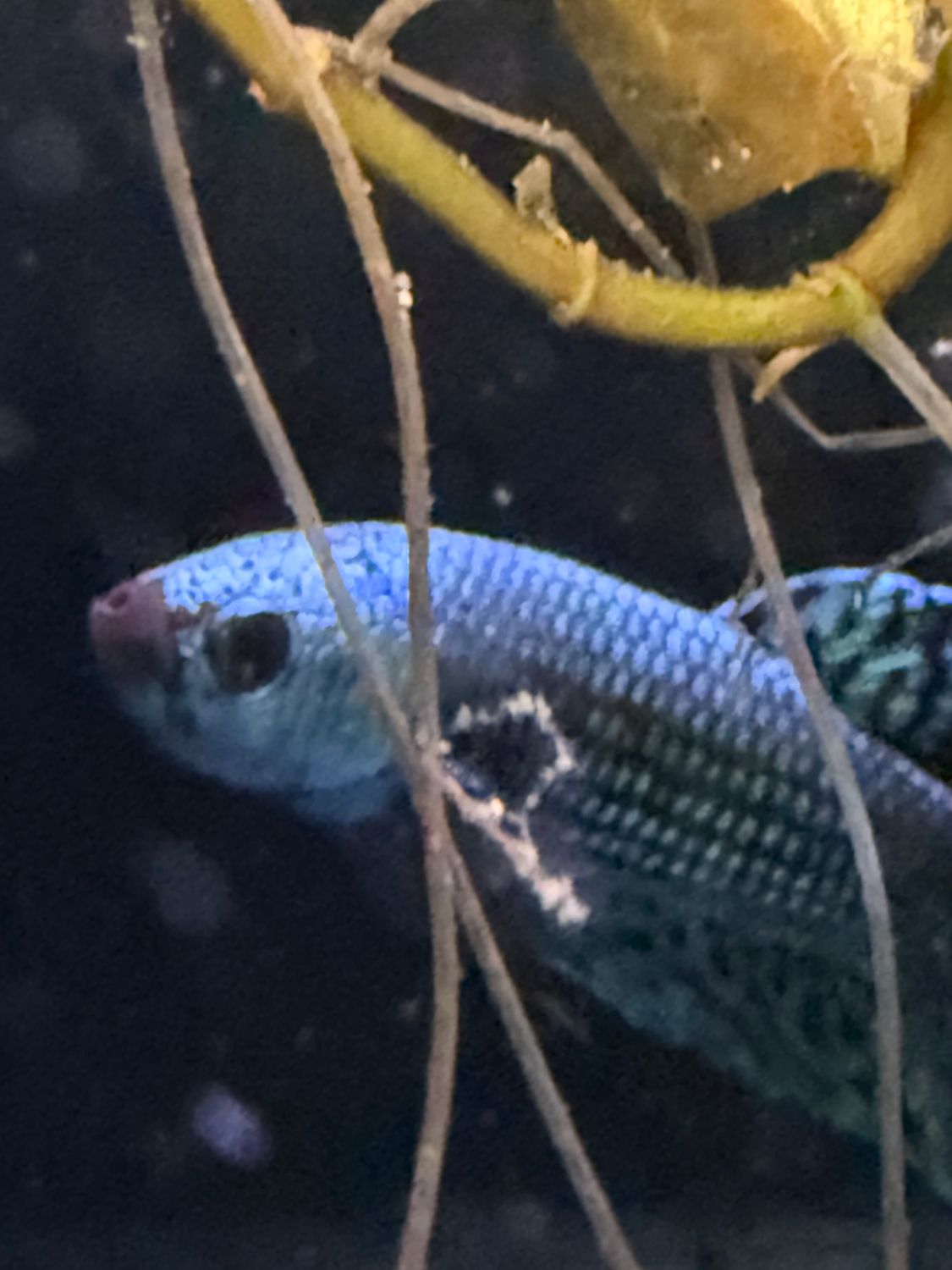 Alien Mixed Betta