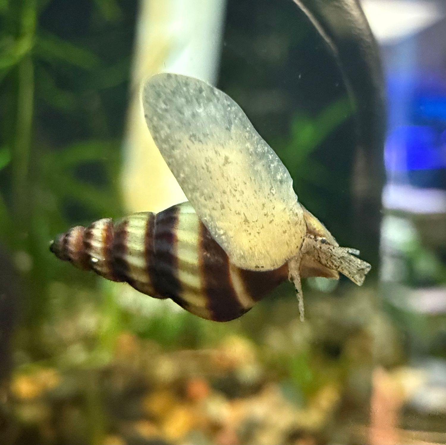 Assassin Snail