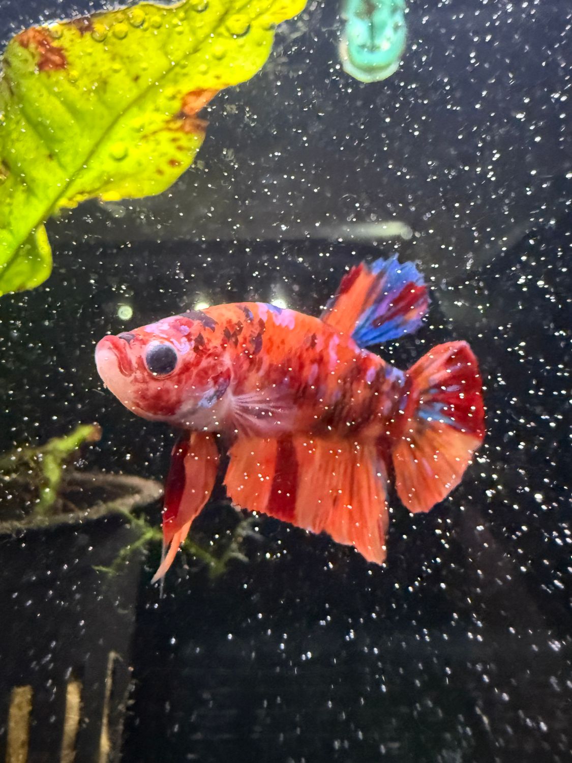 Plakat Nemo Multicolor Betta
