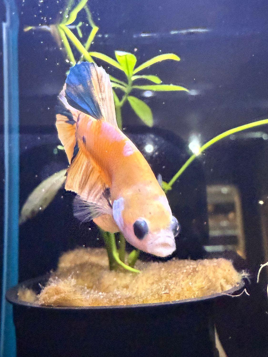 Plakat Tiger Koi