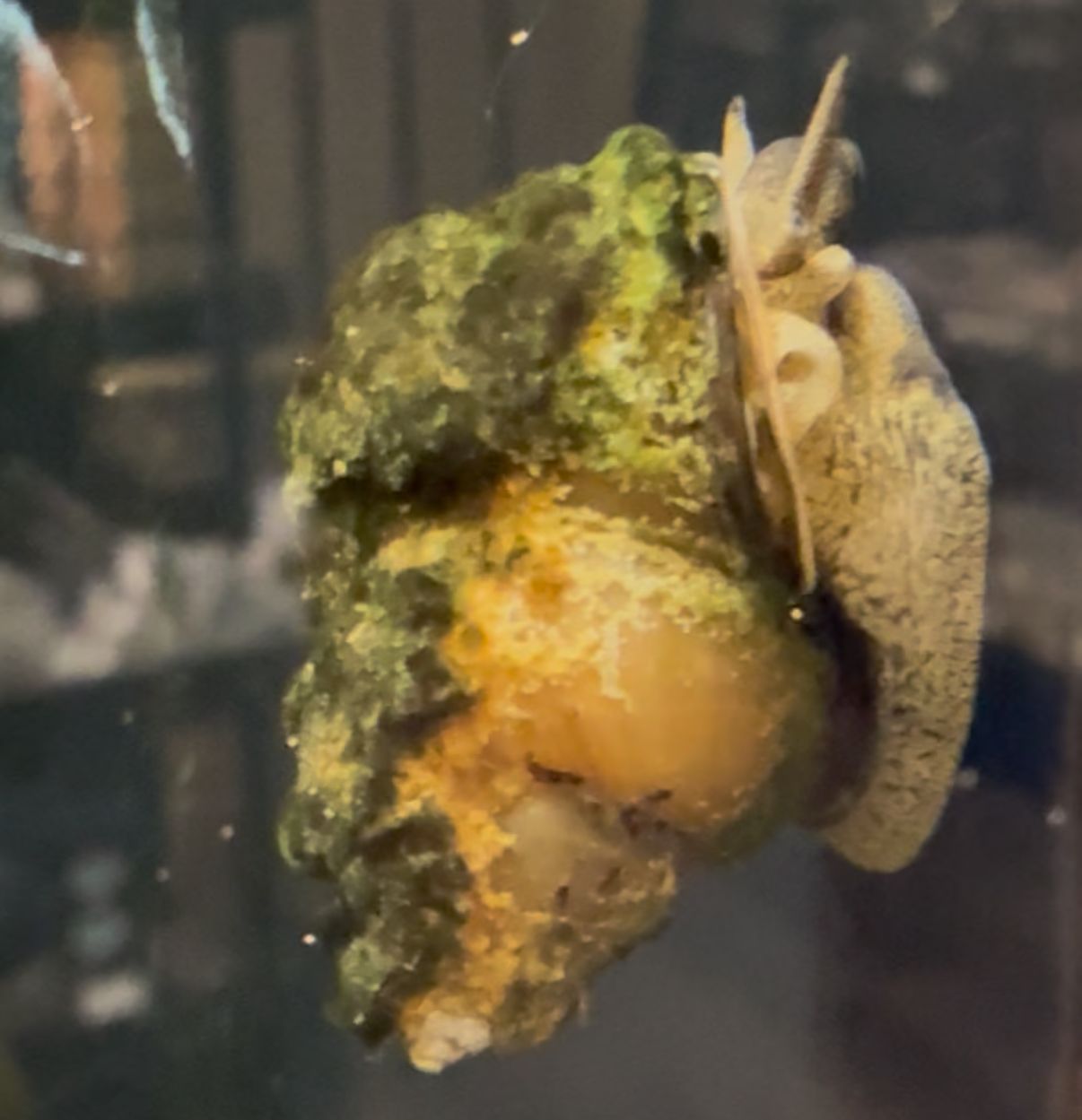 Japanese Trapdoor Snail
