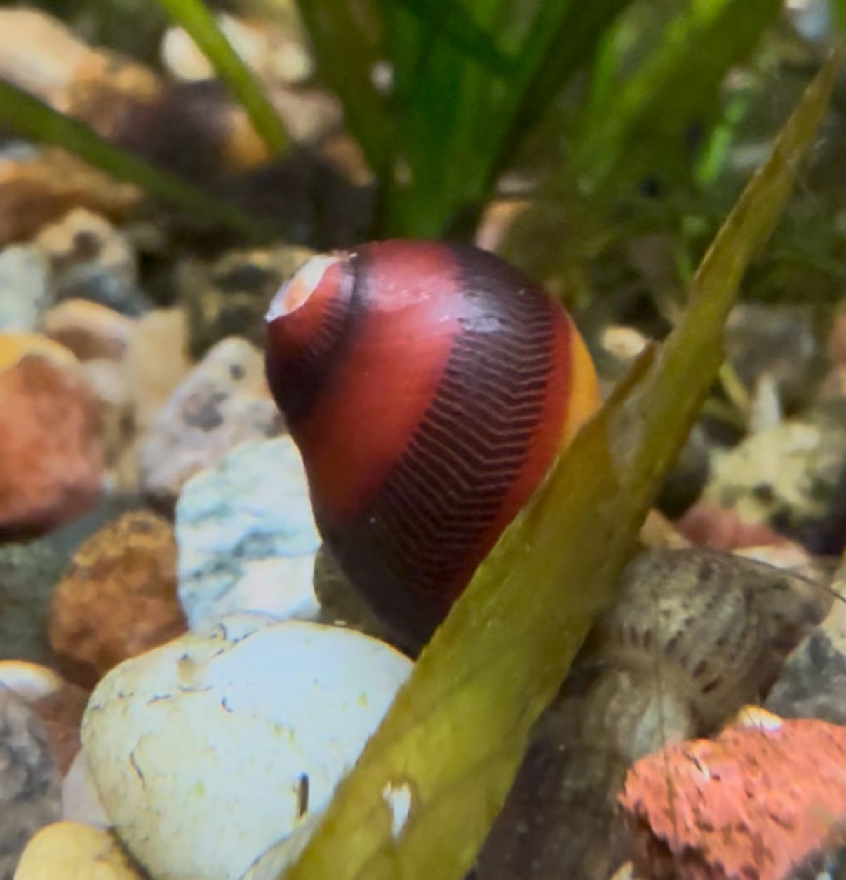 Nerite Red Racer Snail