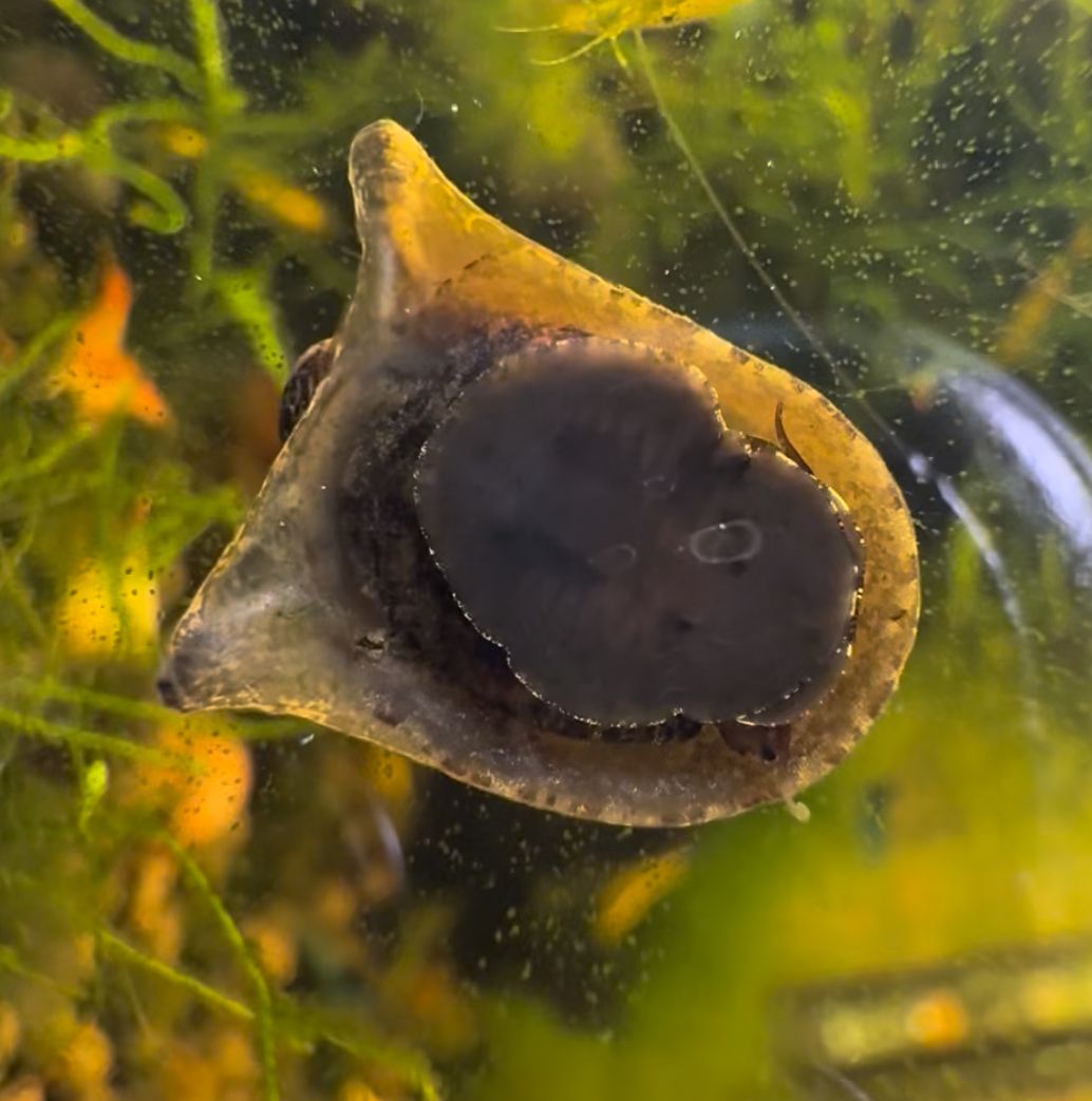 Nerite Batman Snail