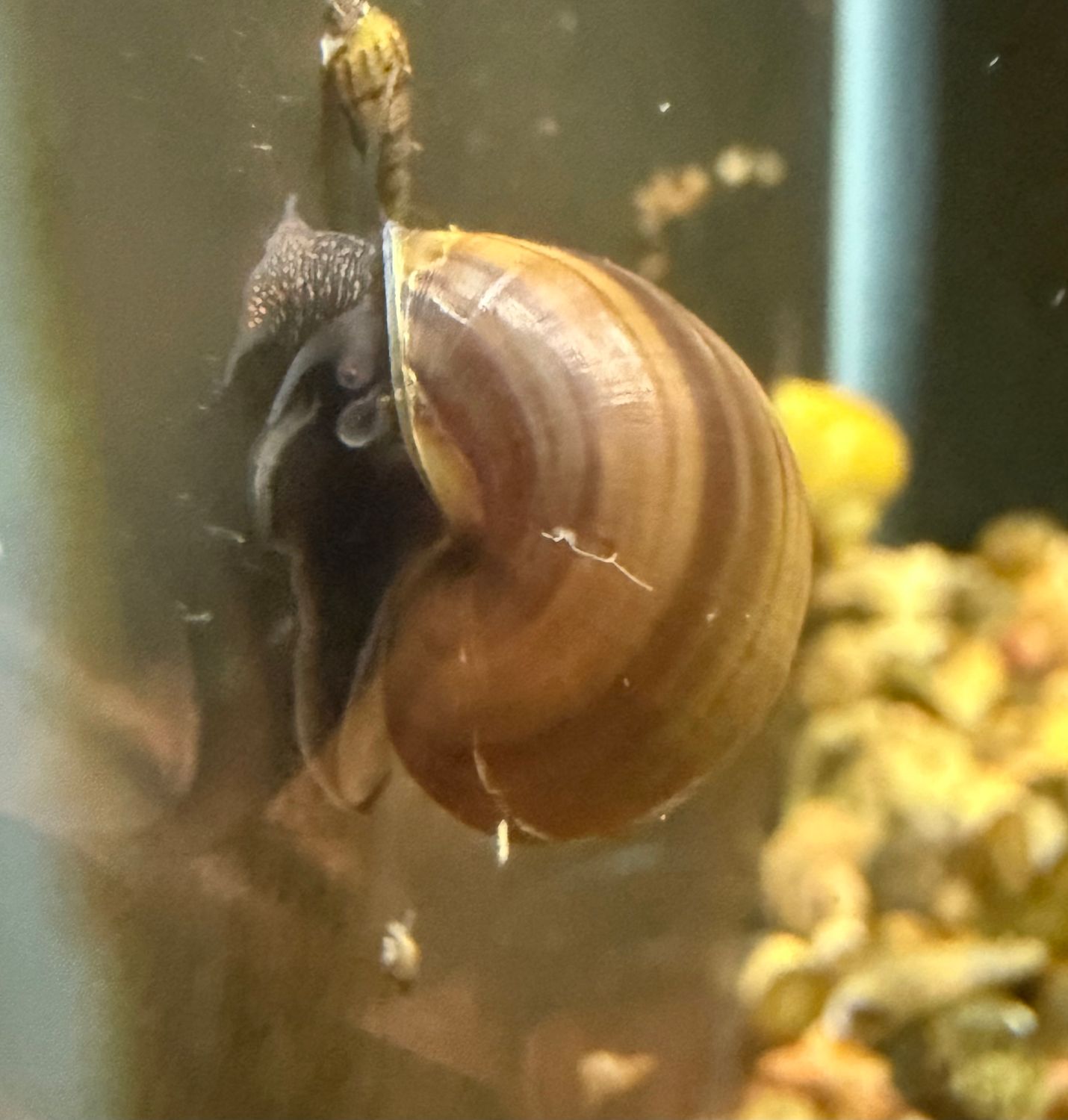 Assorted Mystery Snail