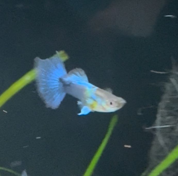Diamond Guppy Male