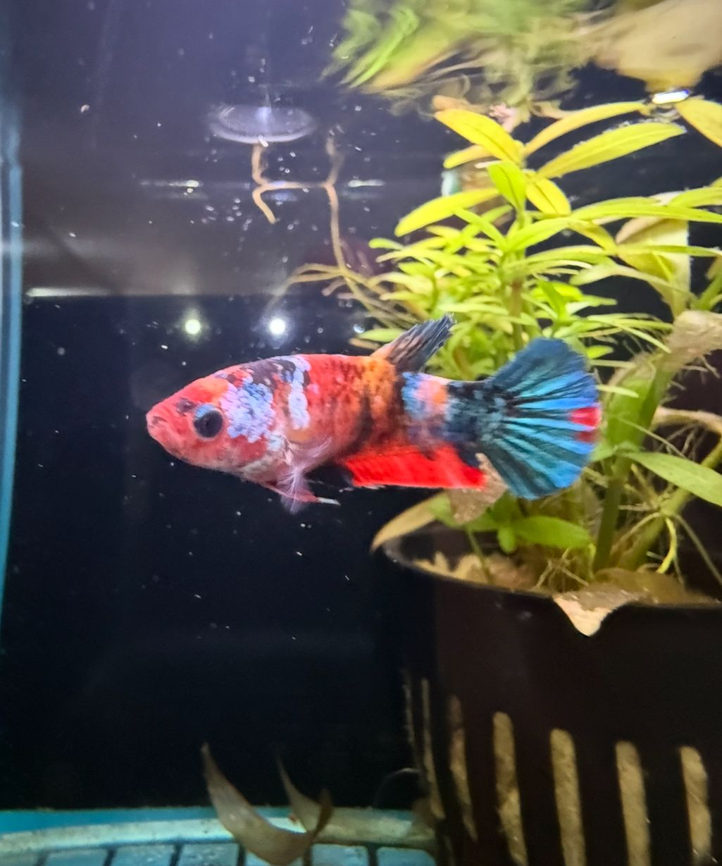Female Koi Betta