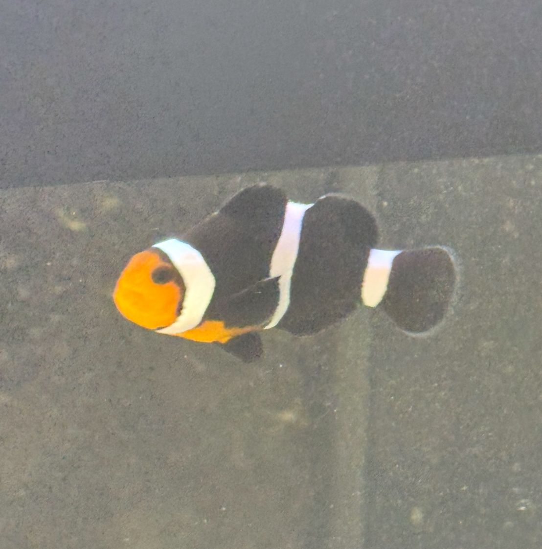 Darwin Black Ocellaris Clownfish