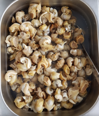 Whelks (Medium)