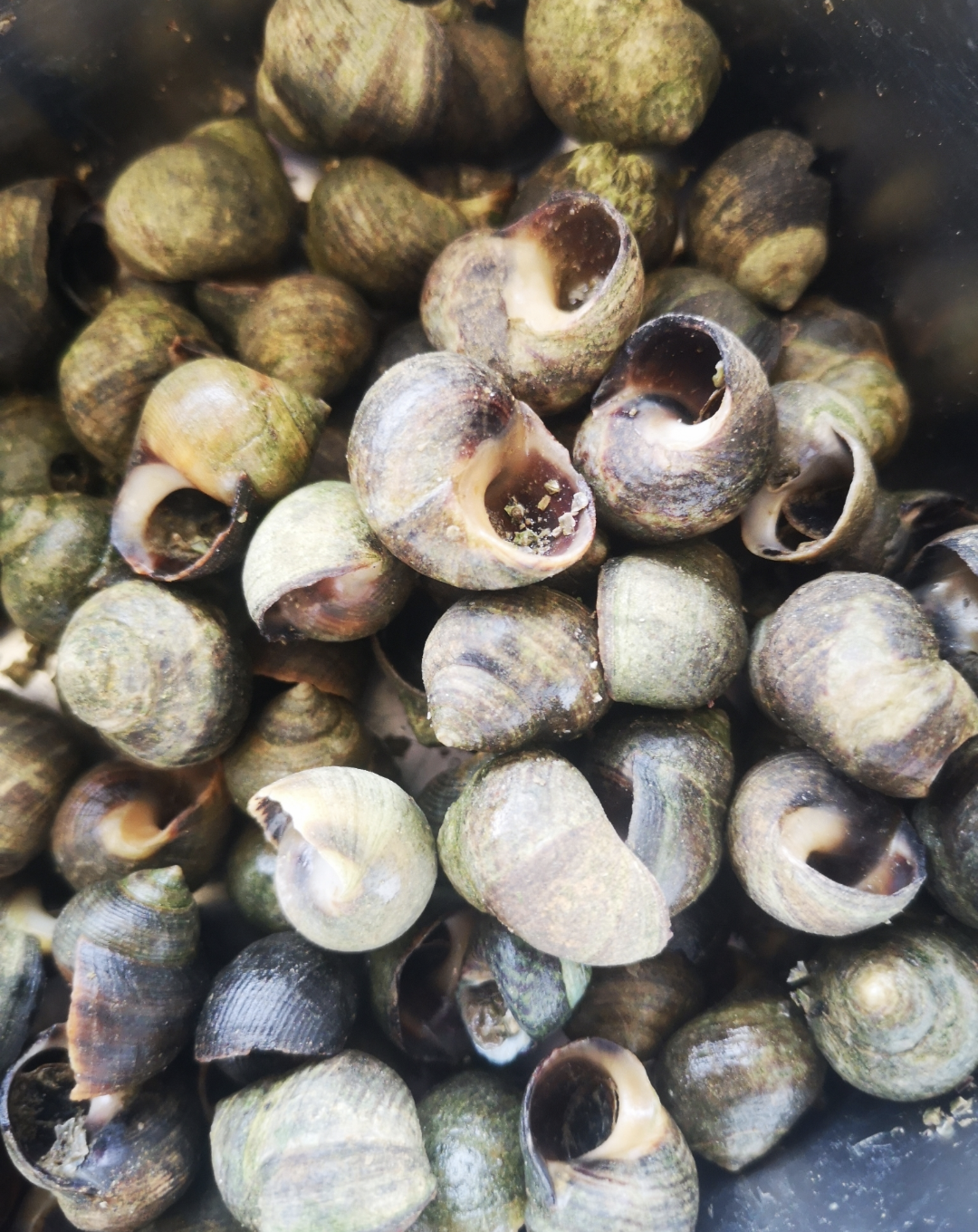 Winkles (Pint)