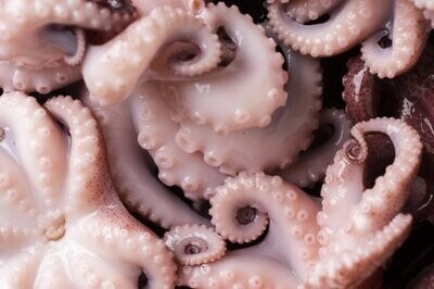 Pickled Baby Octopus
