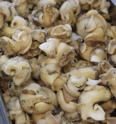Whelks
