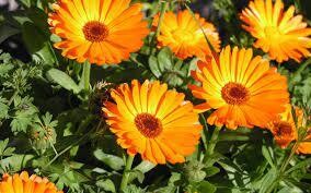 Calendula Flower