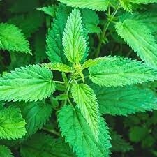 Stinging Nettle -Herb