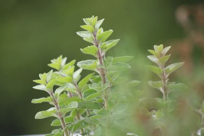 Oregano Oil