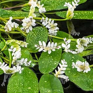 Kaapse waterlelie (Aponogeton Distachyos) waterlelie