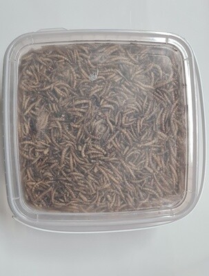 Meelwormen In Emmer 2.5L