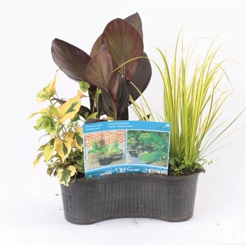 Mix mand ovaal 40 cm 3 planten