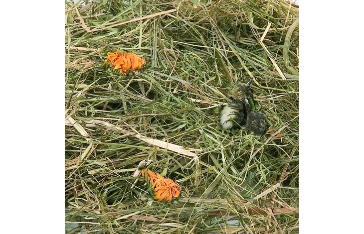 Snack Berghooi Paardenbloem 500gr
