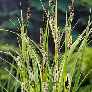 Carex panacea - Haiche