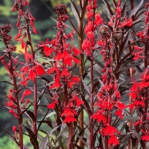 Waterlobelia (Lobelia cardinalis)