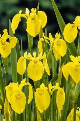 Gele iris (Iris pseudacorus) moerasplant