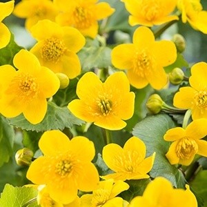 Dotterbloem (Caltha Palustris)