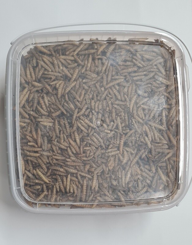 Nutri Worms 2.5ltr
