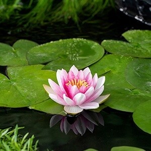 Waterlelie (Nymphaea &#39;Attraction&#39;)