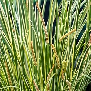 Mini Bonte Kalmoes (Acorus Calamus Gramineus)