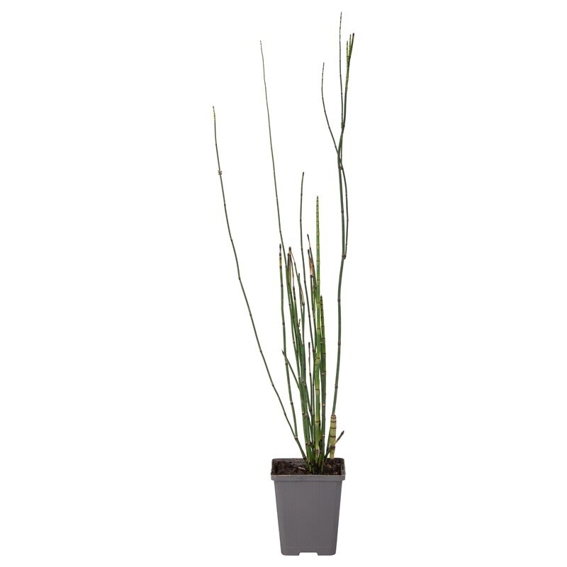 Japanse holpijp (Equisetum japonicum)