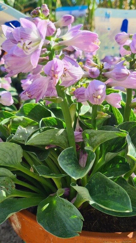 Hosta in pot