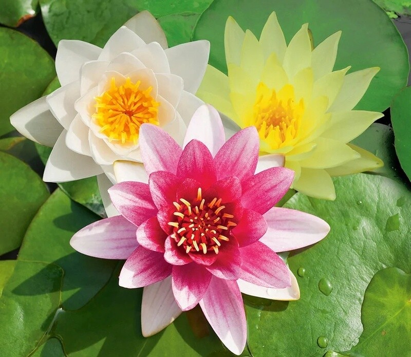 Waterlelie tricolor